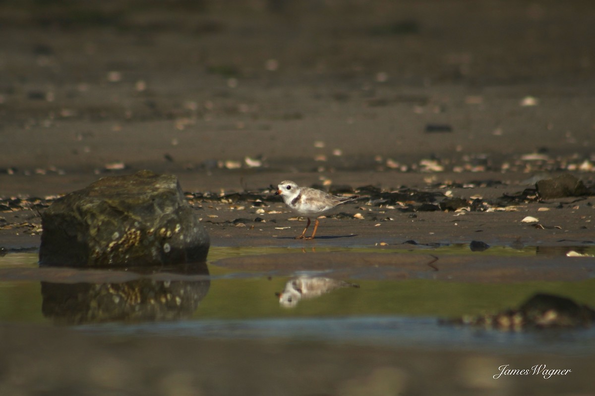 Piping Plover - ML621115364