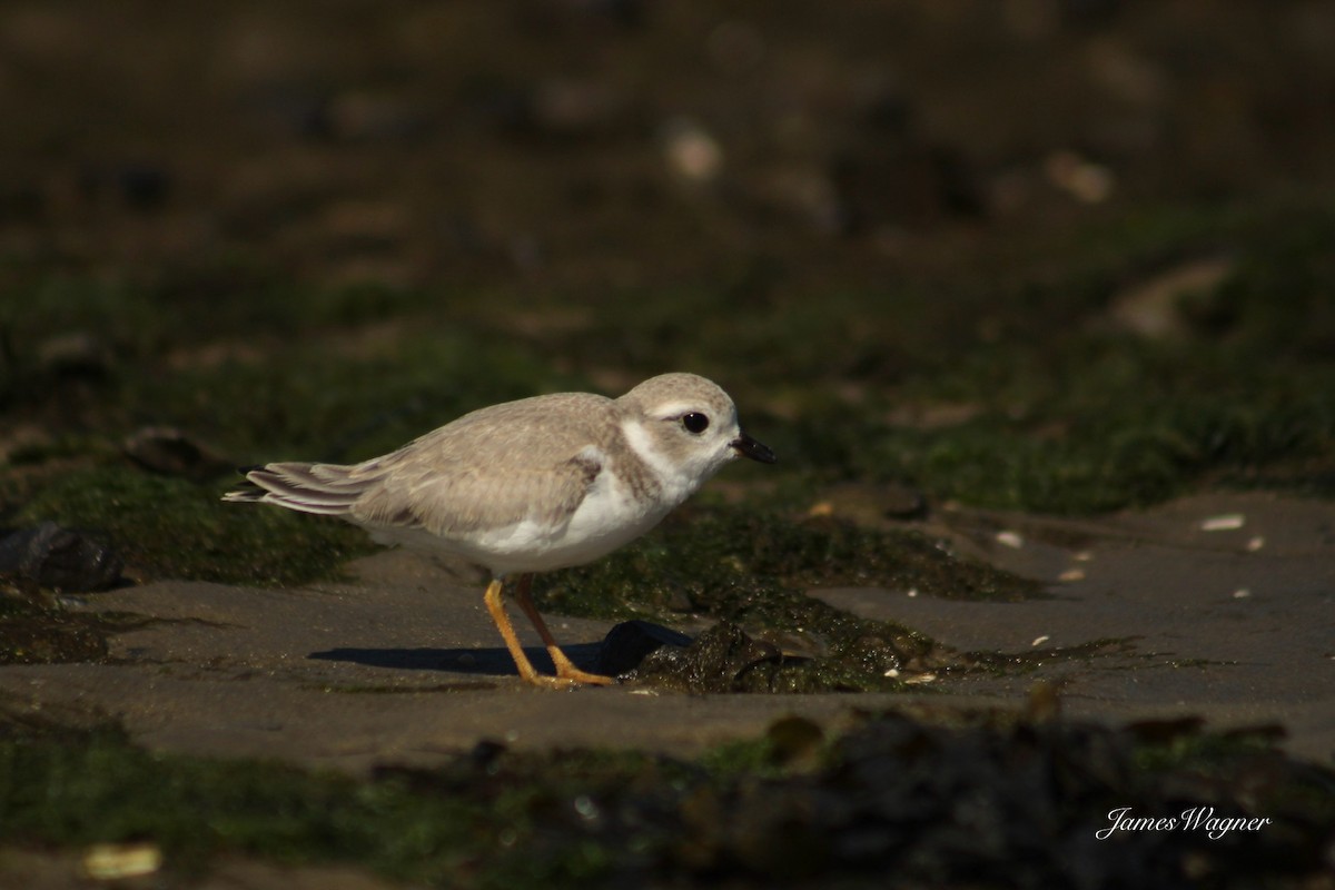 Piping Plover - ML621115365