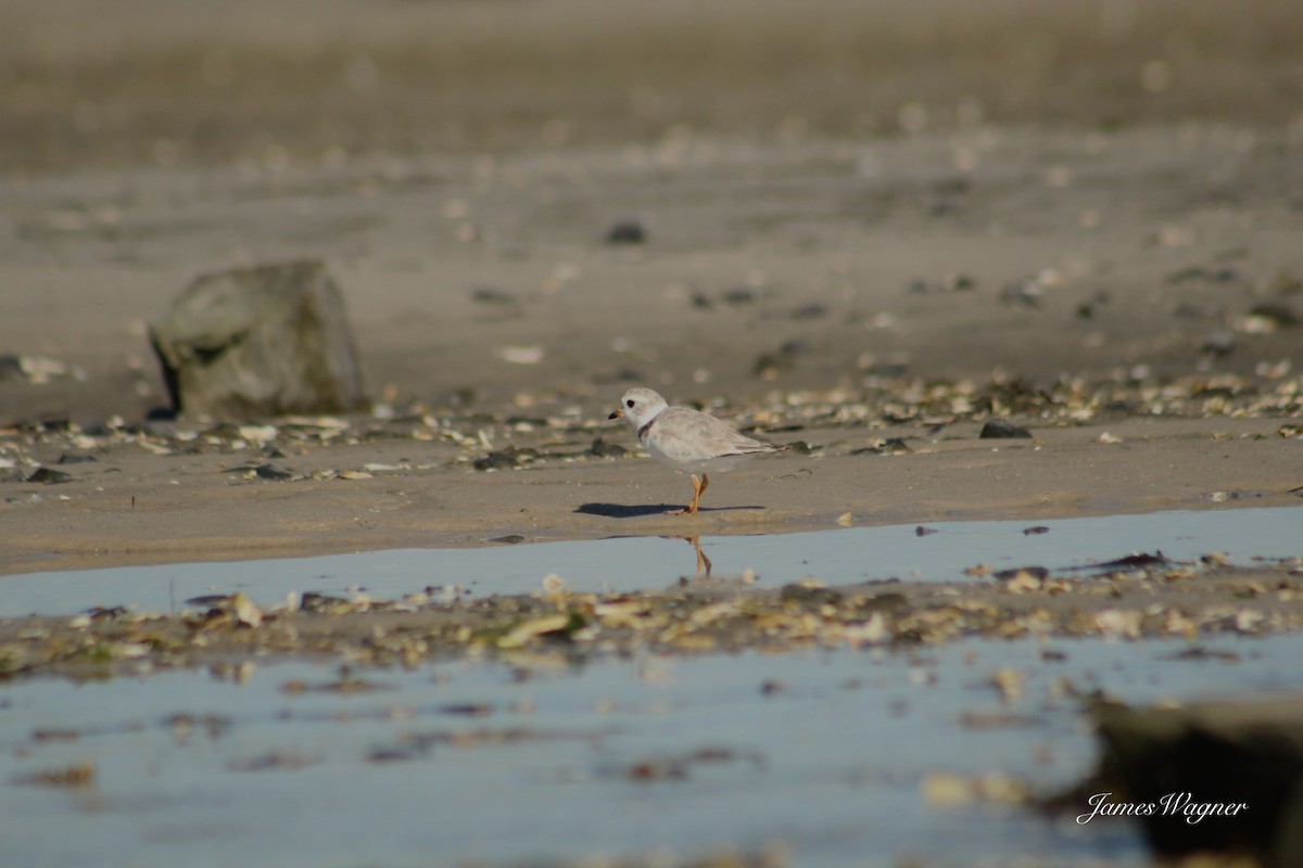 Piping Plover - ML621115366