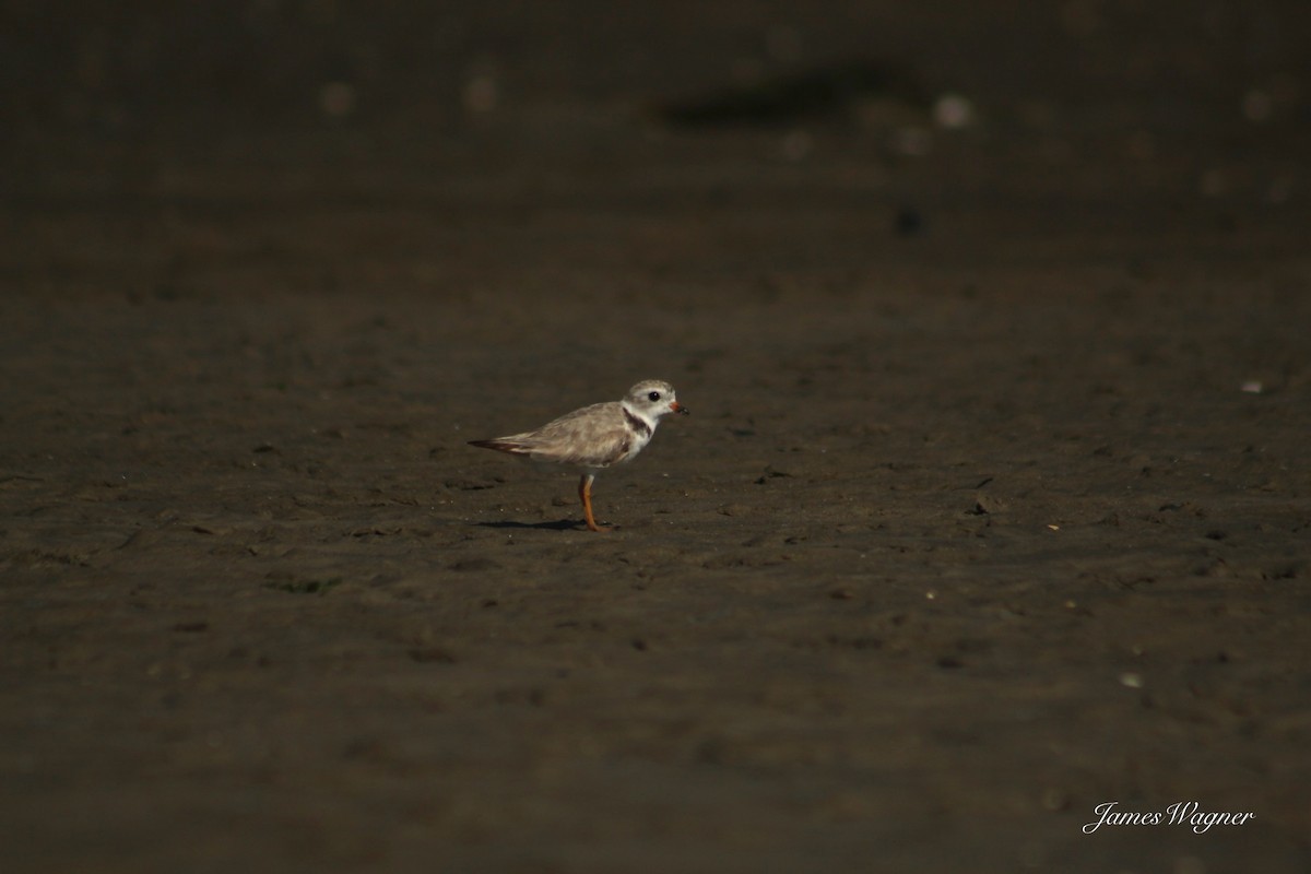 Piping Plover - ML621115367