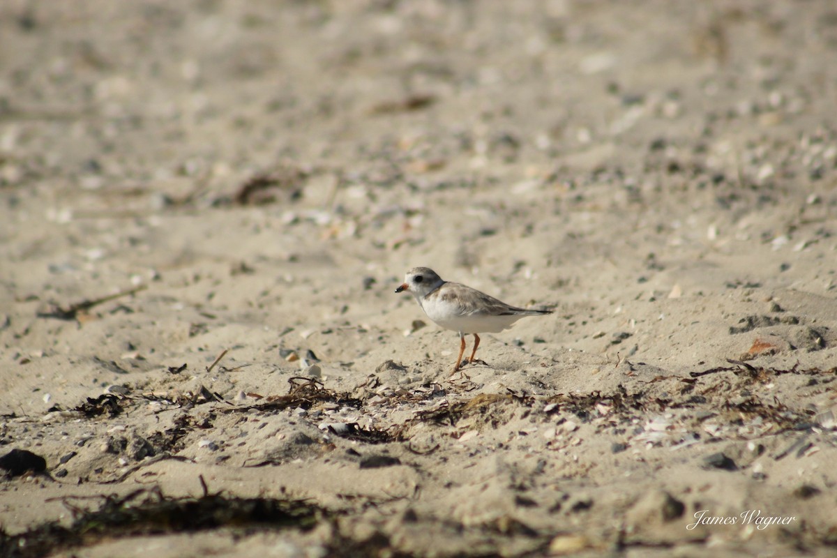 Piping Plover - ML621115368