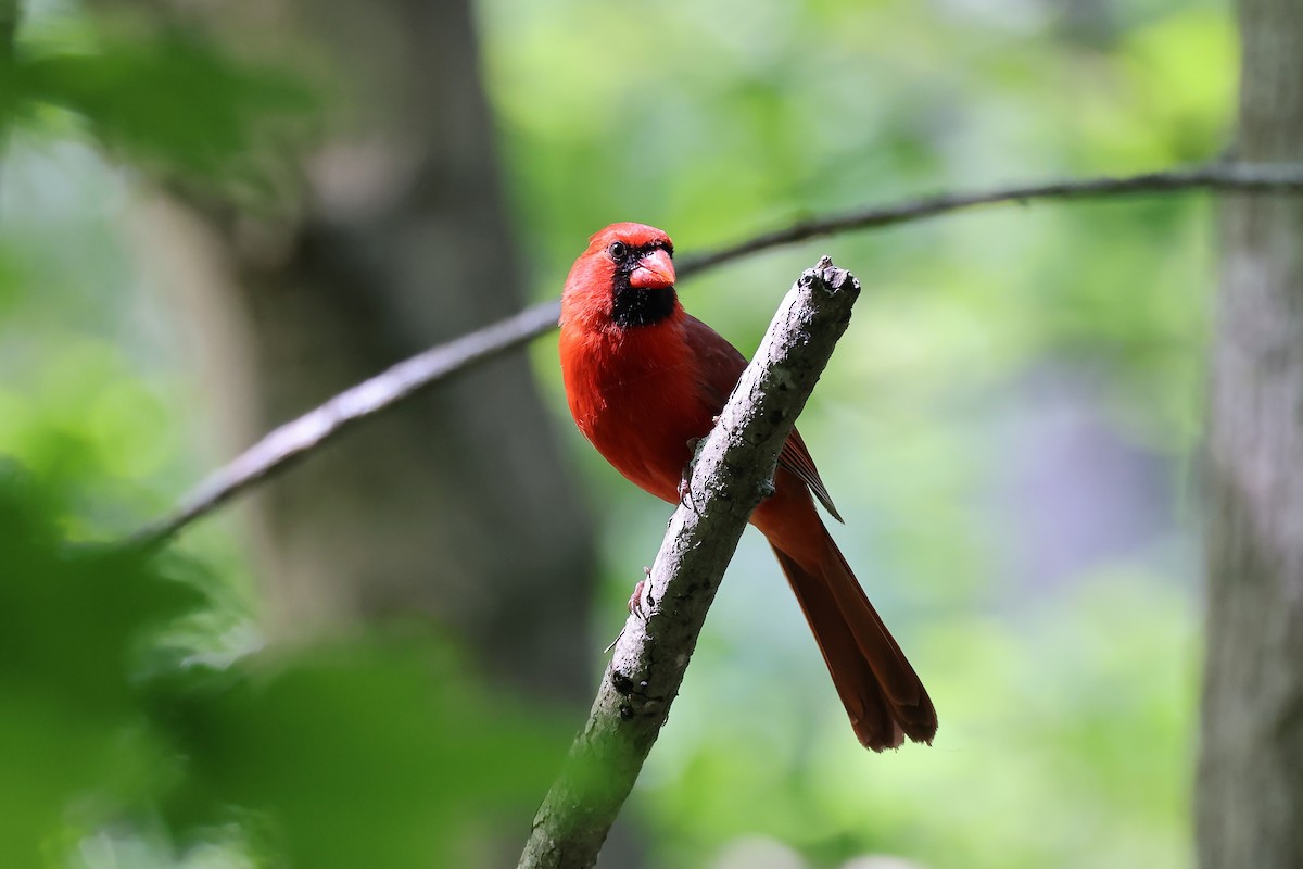 Cardinal rouge - ML621115384