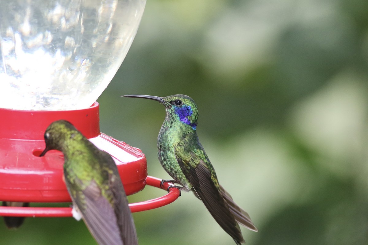 kolibřík modrouchý (ssp. cyanotus/crissalis) - ML621115389