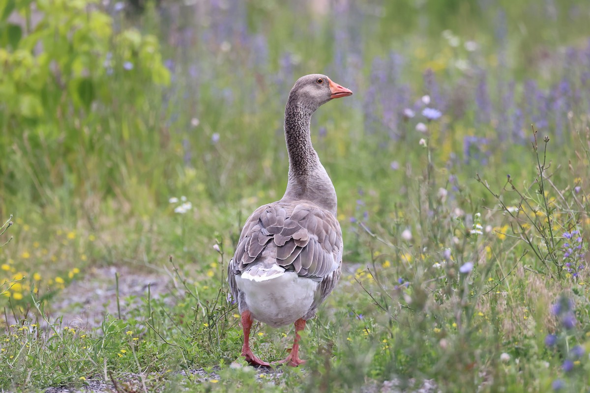 Domestic goose sp. (Domestic type) - ML621115415