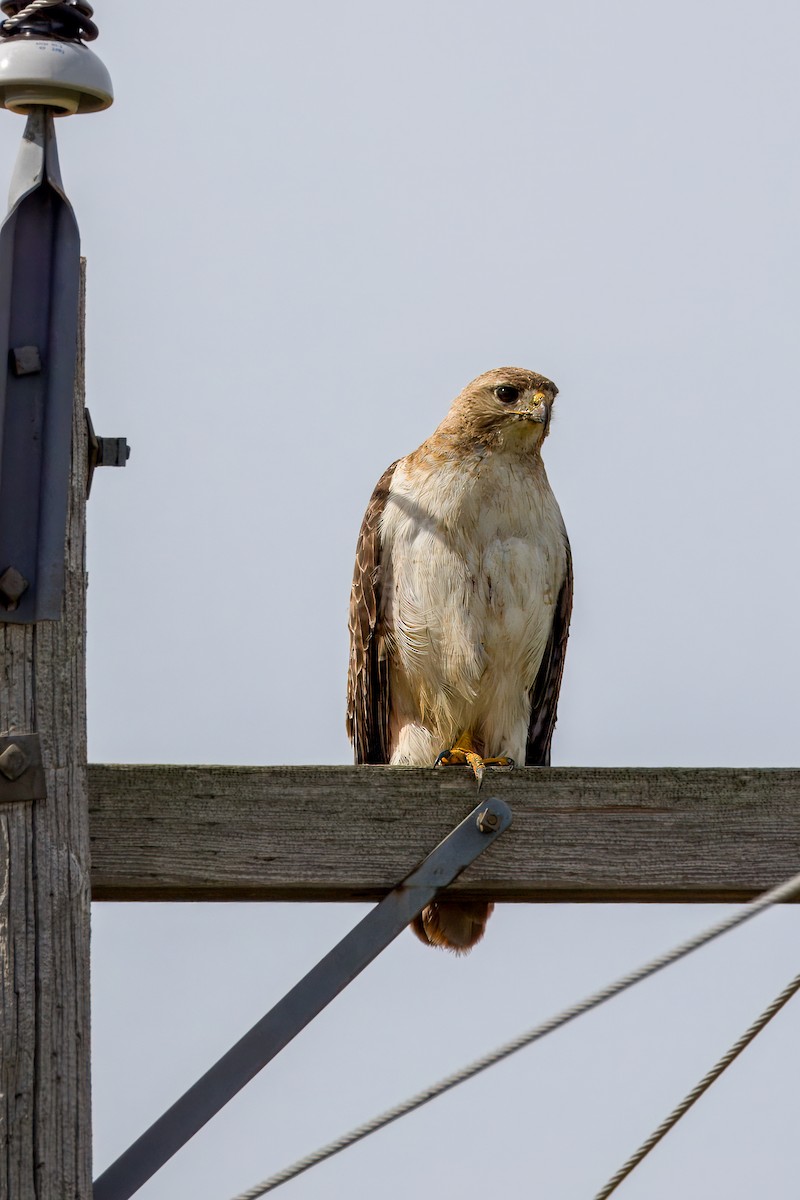 Red-tailed Hawk - ML621115417