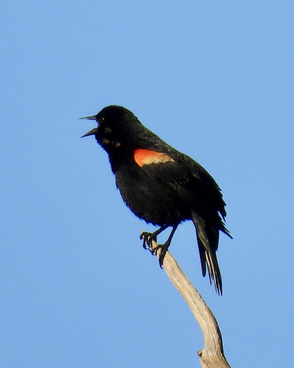 Red-winged Blackbird - ML621115434