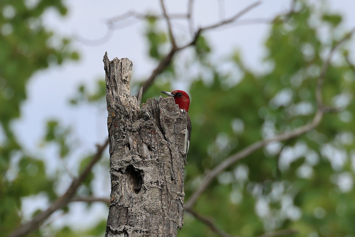 Red-headed Woodpecker - ML621115446
