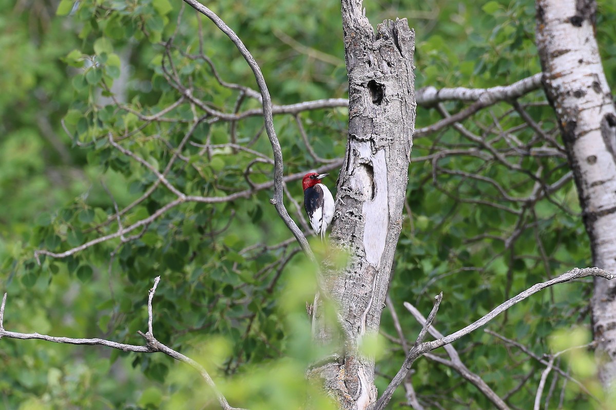 Red-headed Woodpecker - ML621115447