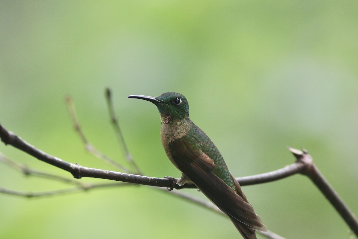 kolibřík hnědobřichý - ML621115460