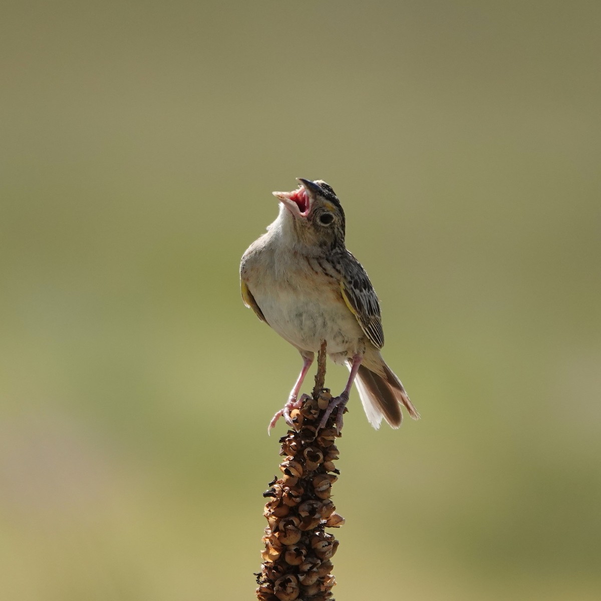 Grasshopper Sparrow - ML621115461