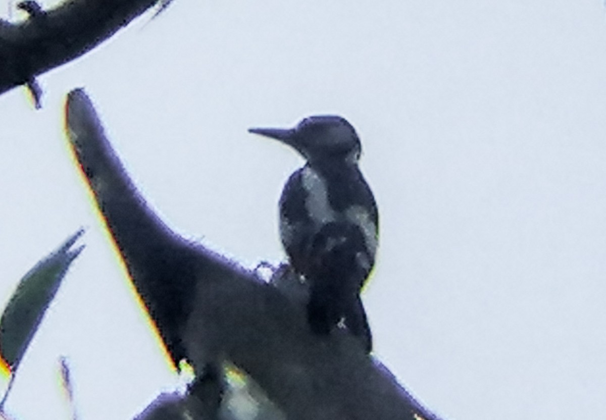 Great Spotted Woodpecker (Atlas) - ML621115506
