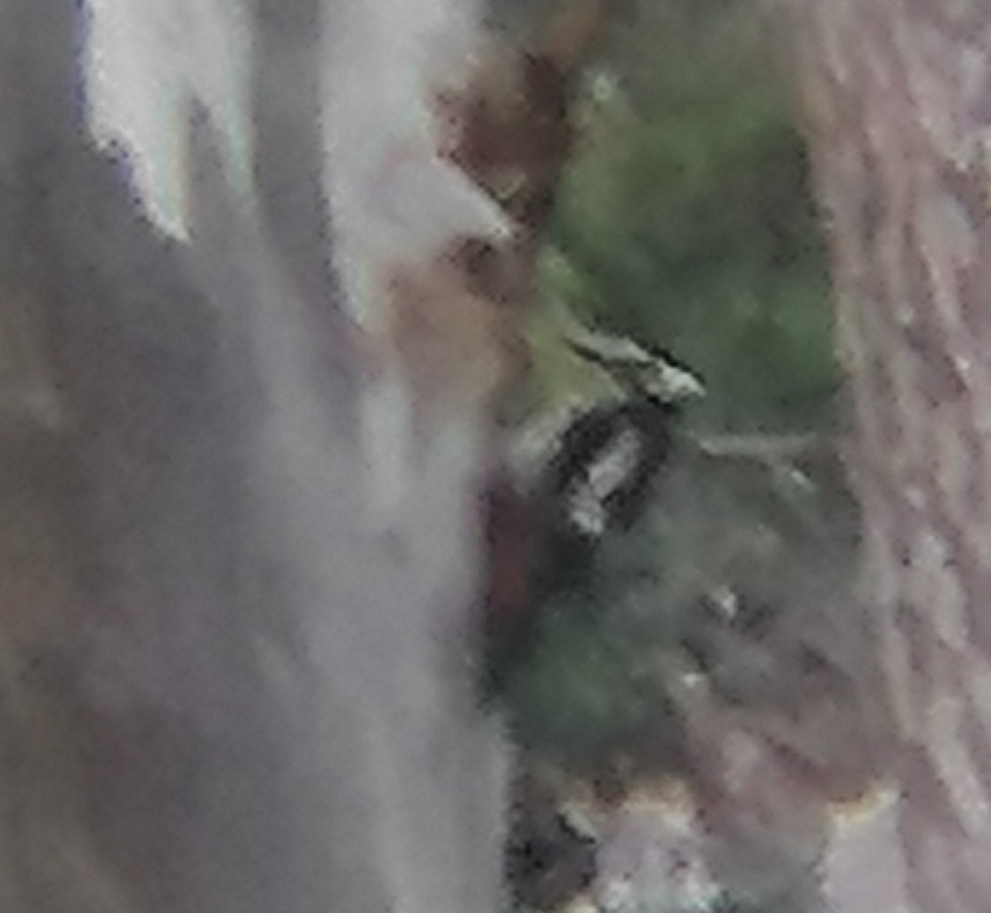 strakapoud velký (ssp. numidus/mauritanus) - ML621115507