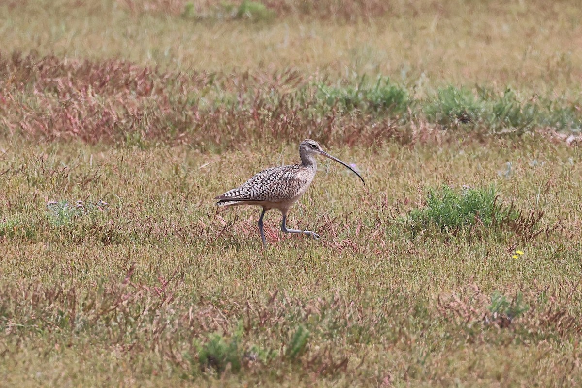Long-billed Curlew - ML621115518