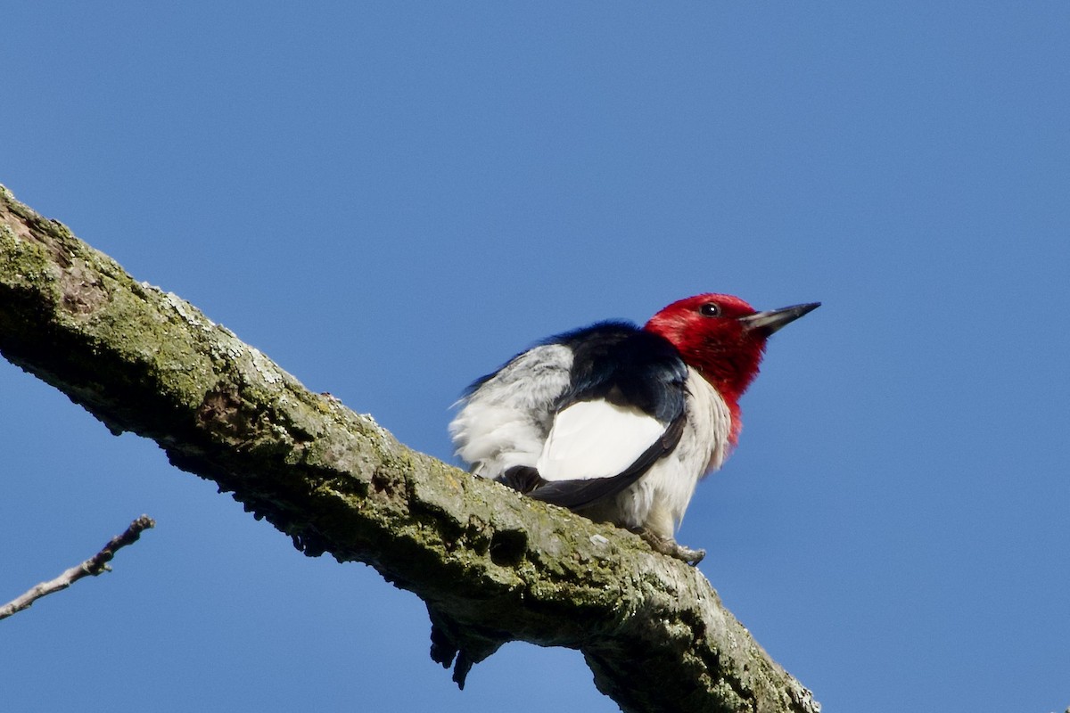 Red-headed Woodpecker - ML621115520