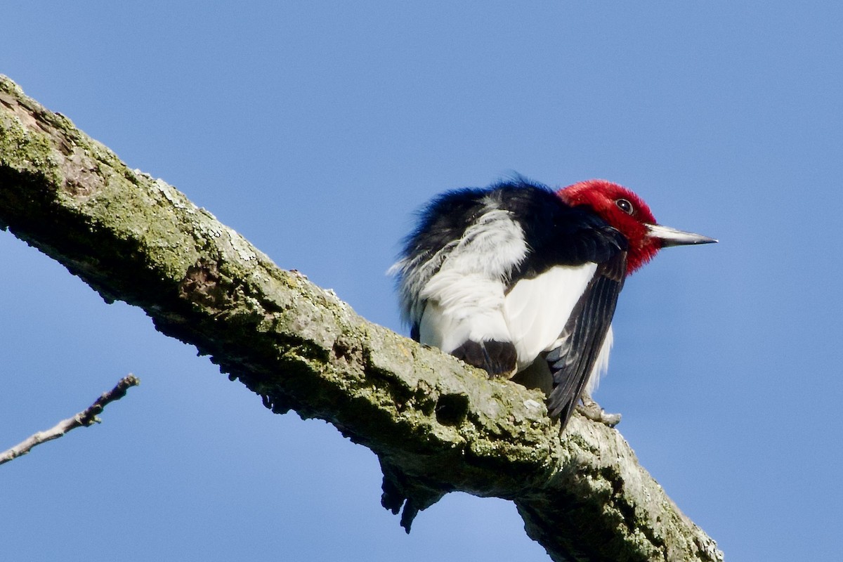 Red-headed Woodpecker - ML621115521