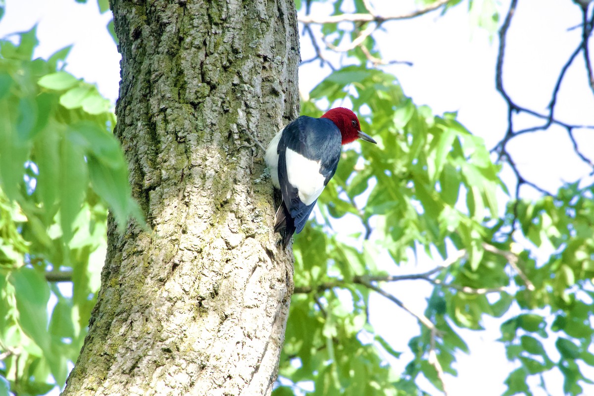 Red-headed Woodpecker - ML621115522