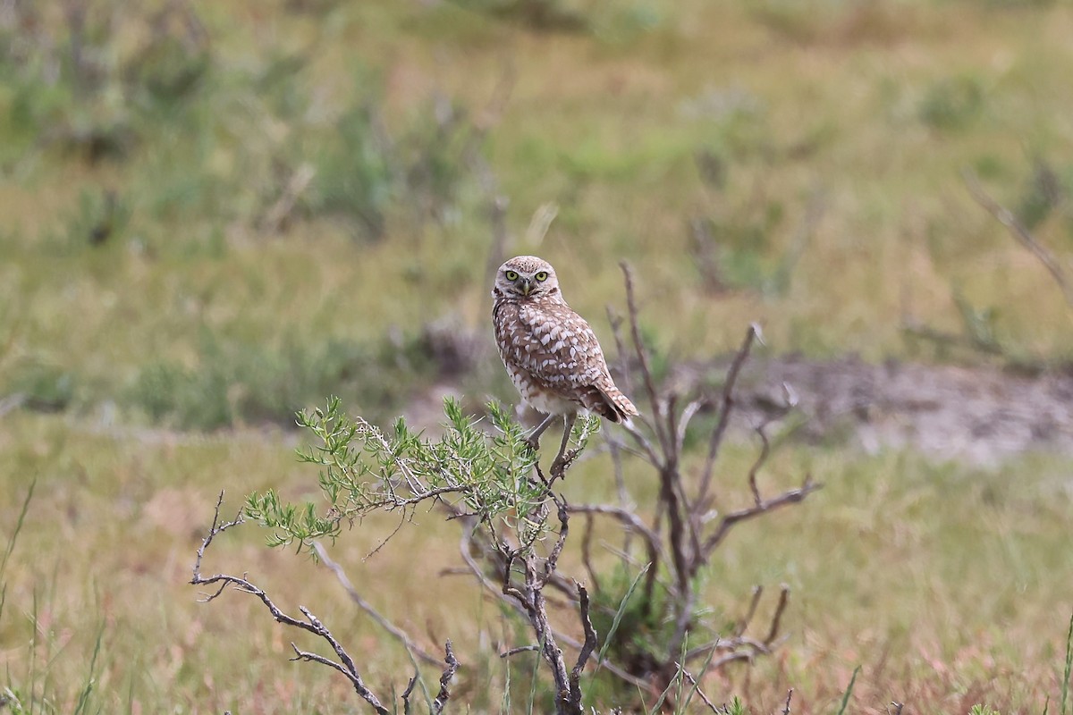 Burrowing Owl - ML621115528