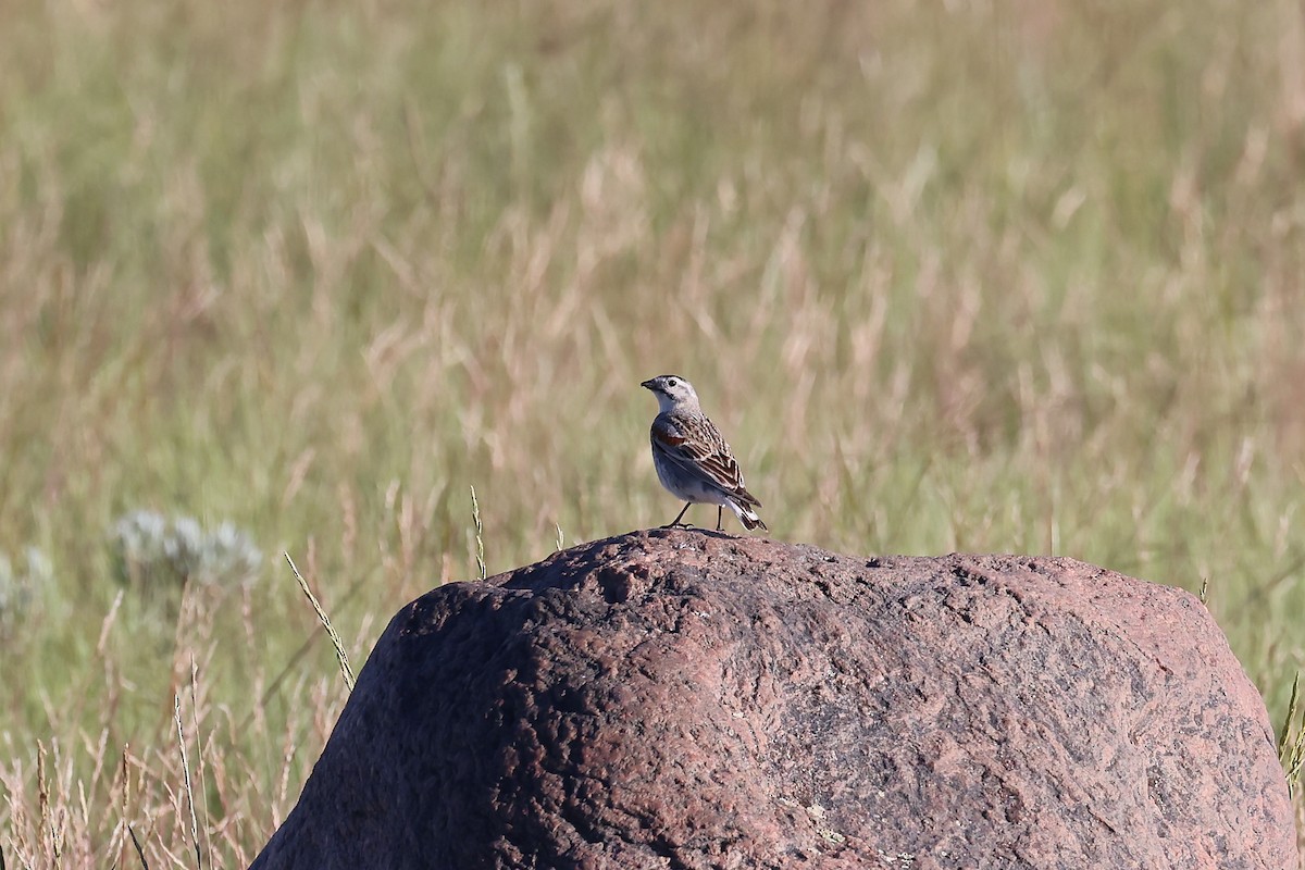 Thick-billed Longspur - ML621115556