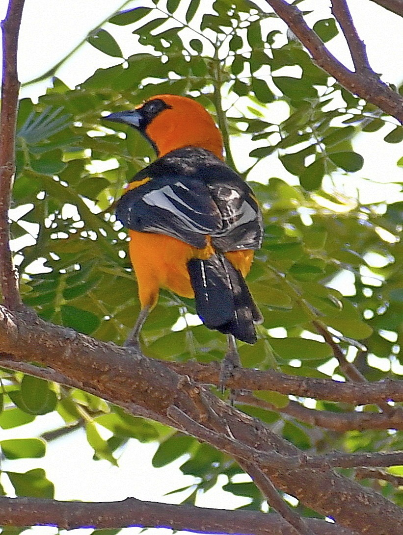 Spot-breasted Oriole - ML621115566