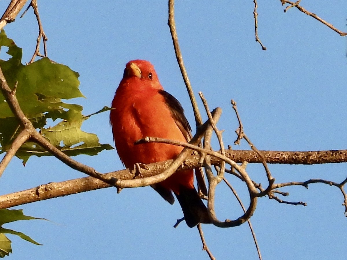 Scarlet Tanager - ML621115572