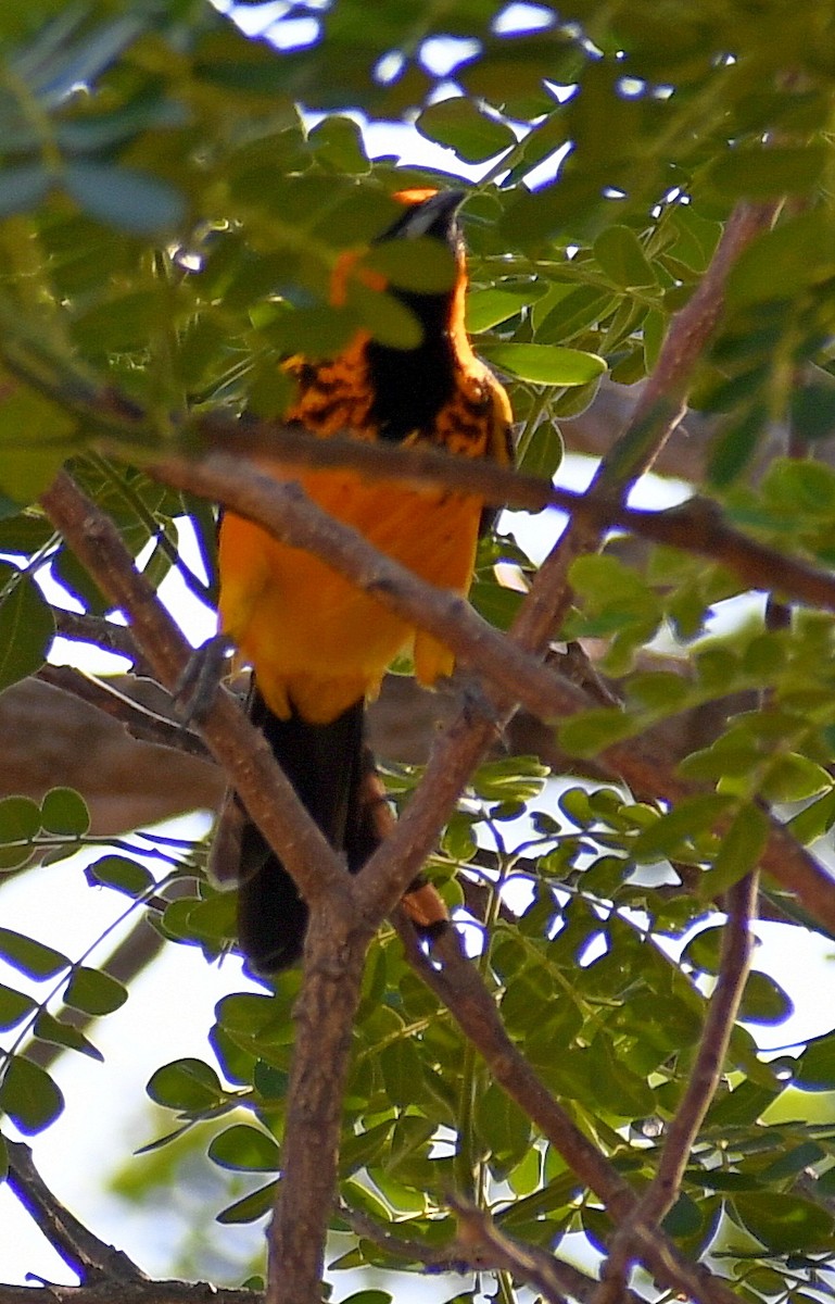 Spot-breasted Oriole - ML621115599