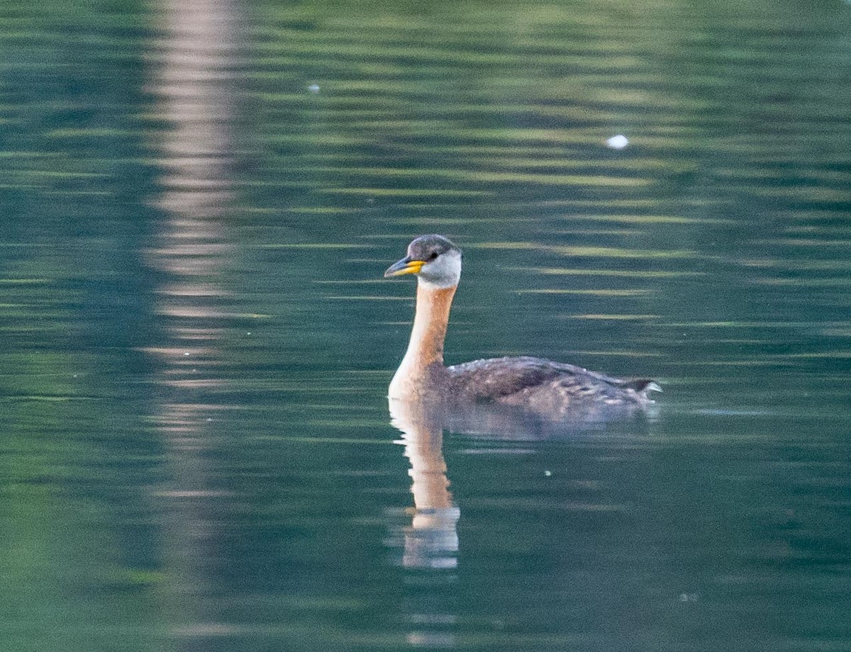 Red-necked Grebe - ML621115600