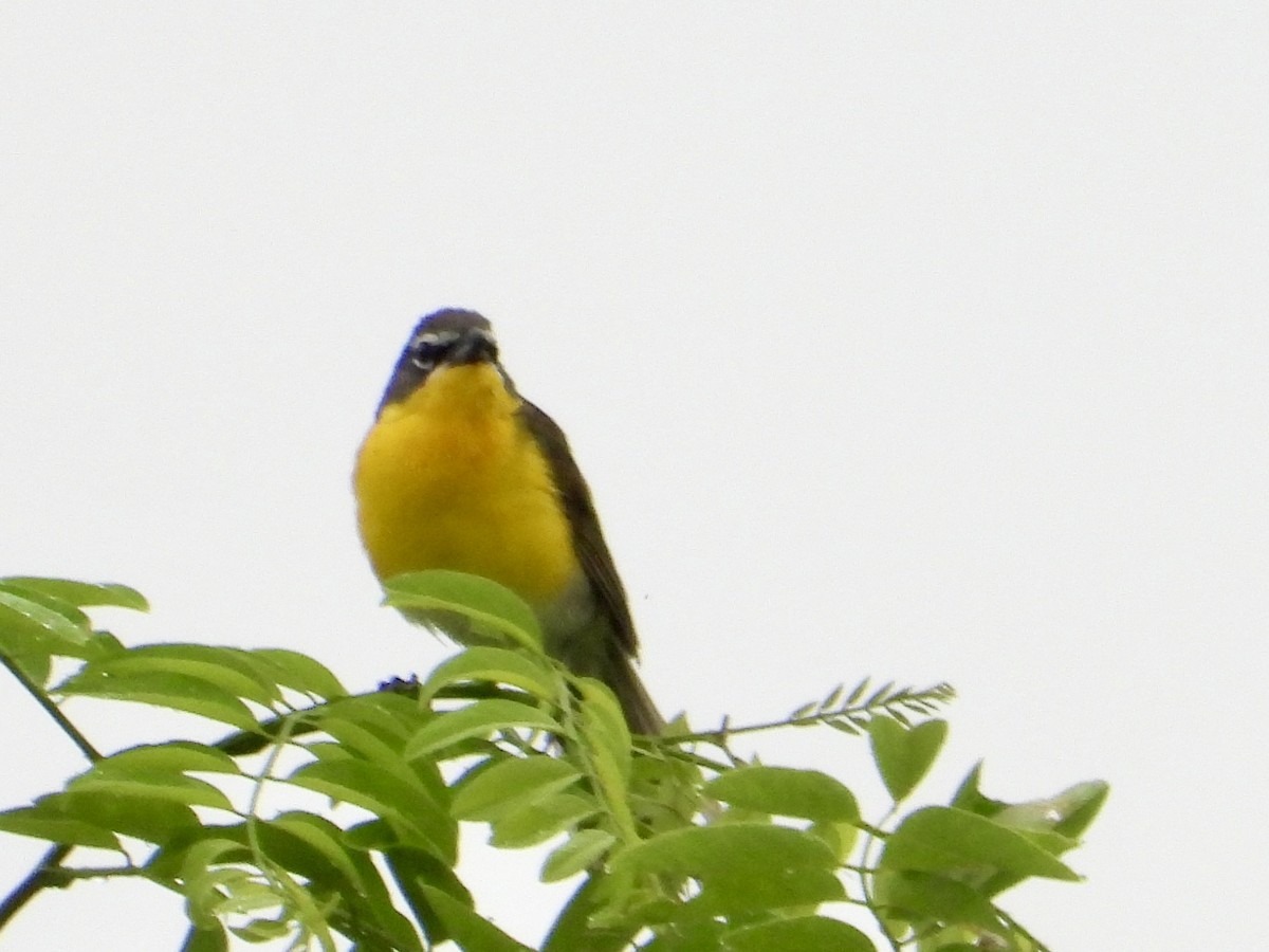 Yellow-breasted Chat - ML621115619
