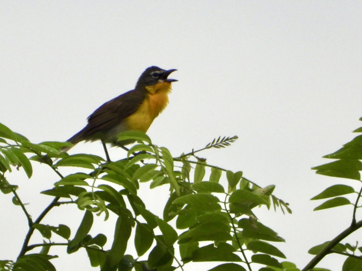 Yellow-breasted Chat - ML621115620