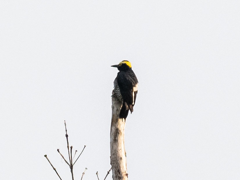 Yellow-tufted Woodpecker - ML621115625