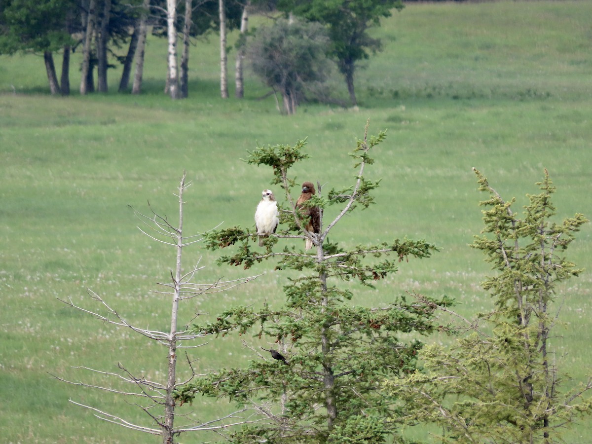 Red-tailed Hawk - ML621115634