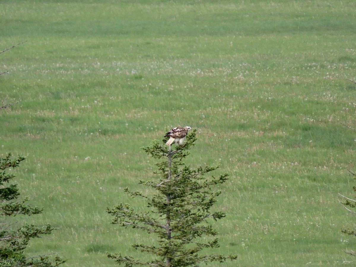 Red-tailed Hawk - ML621115635