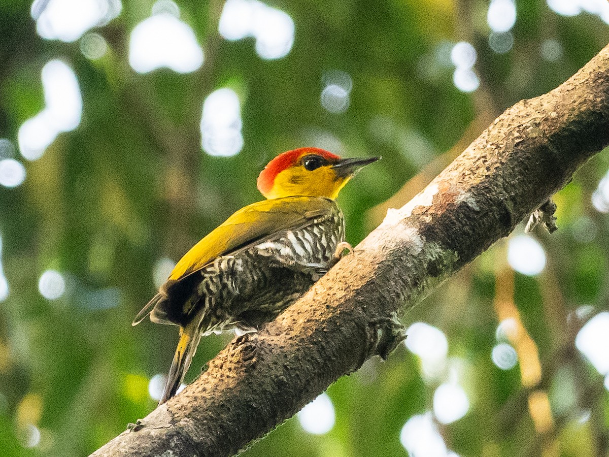 Yellow-throated Woodpecker - ML621115637