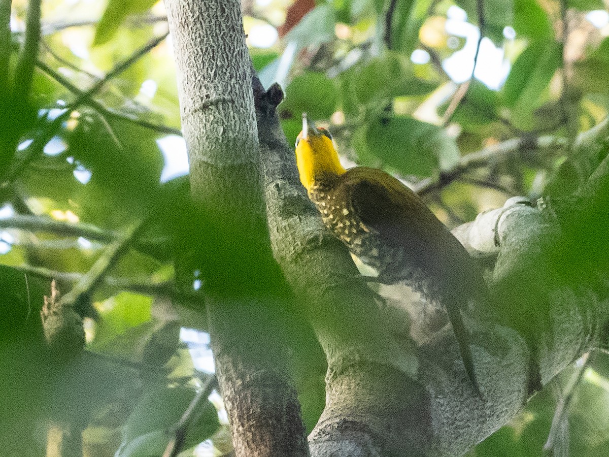 Yellow-throated Woodpecker - Bob Friedrichs