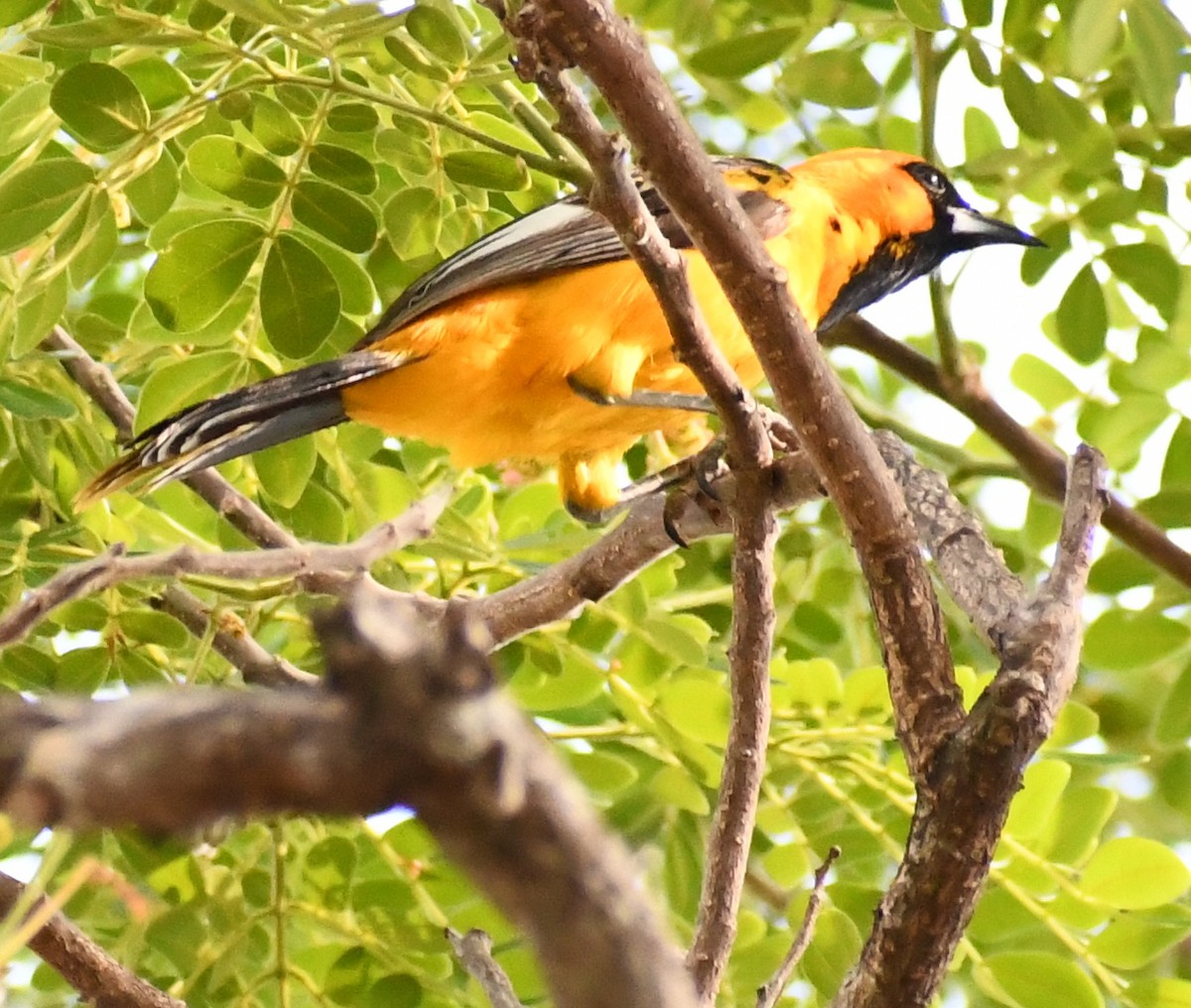 Spot-breasted Oriole - ML621115643