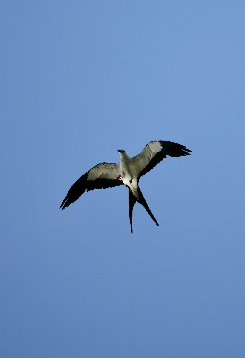 Swallow-tailed Kite - ML621115687