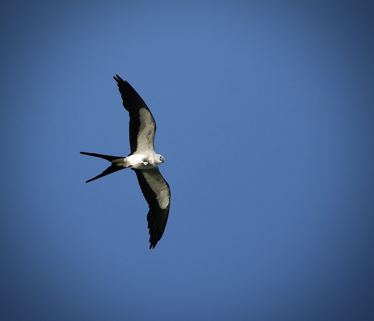 Swallow-tailed Kite - ML621115688