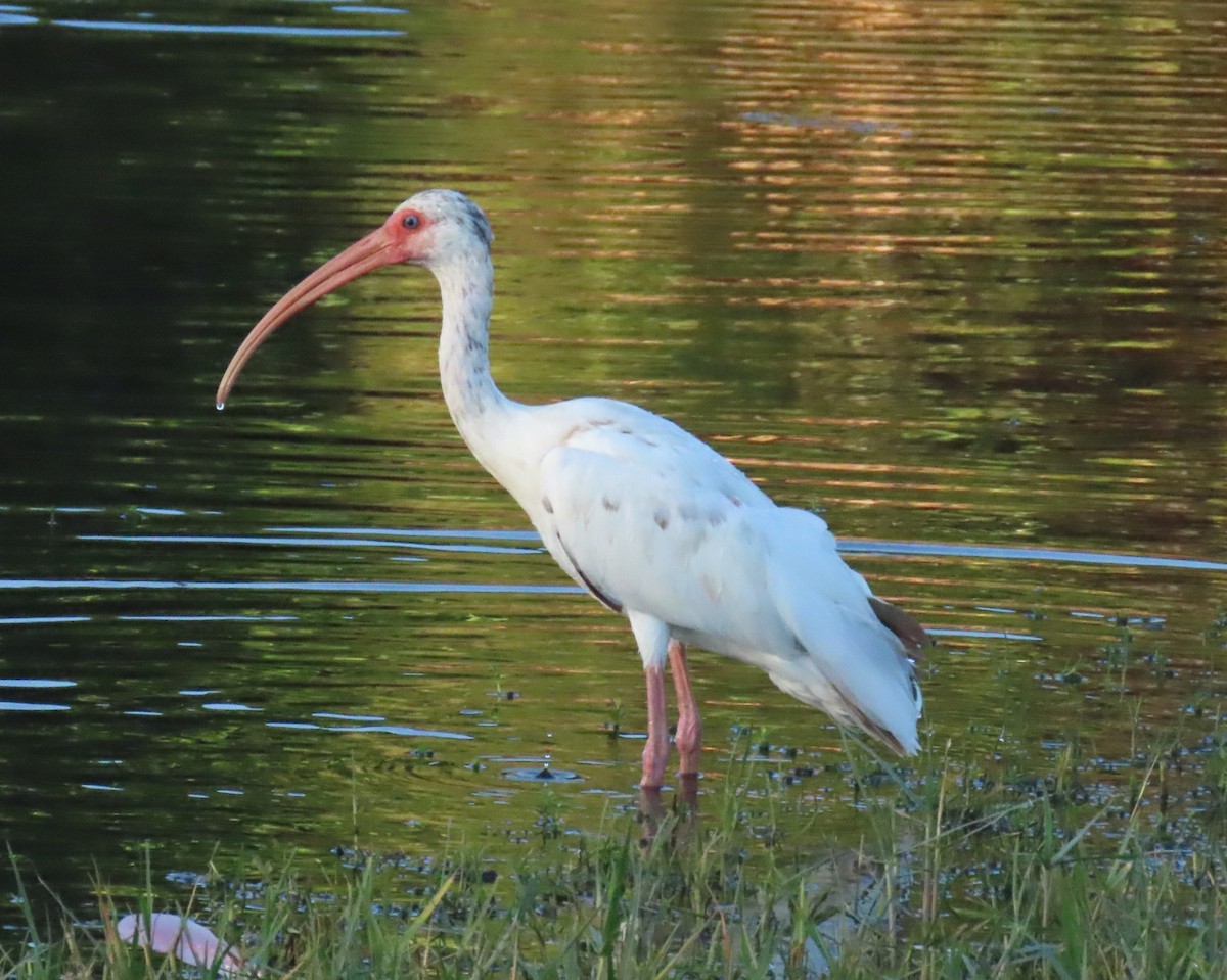 ibis bílý - ML621115702