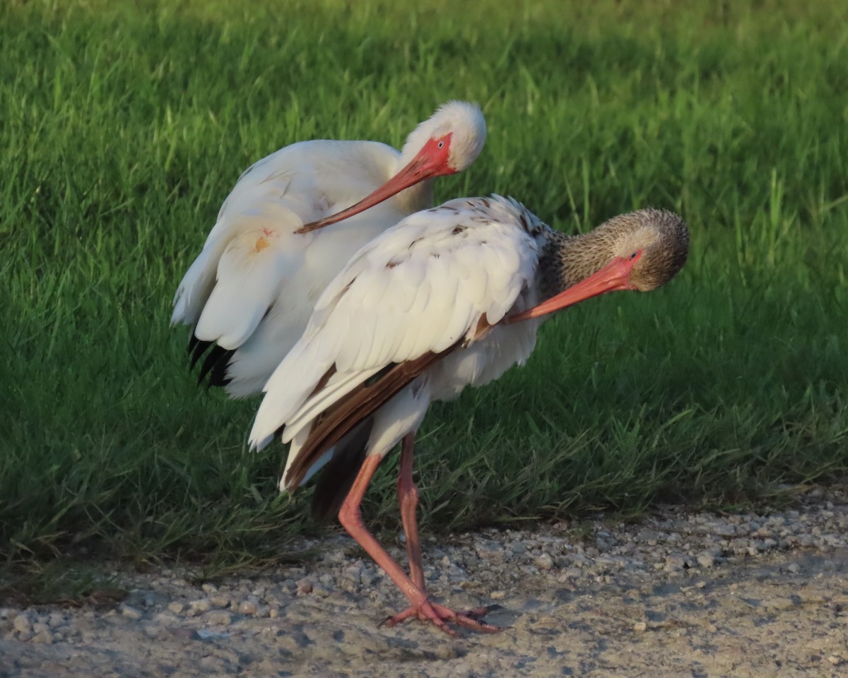 White Ibis - Laurie Witkin