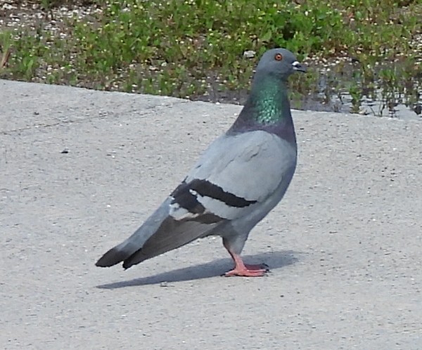 Rock Pigeon (Feral Pigeon) - ML621115747
