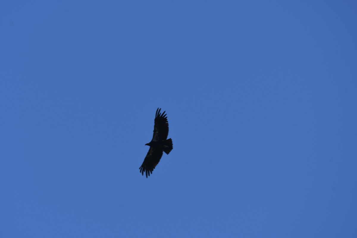 Condor de Californie - ML621115749