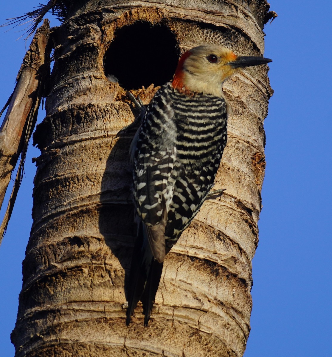 Red-bellied Woodpecker - ML621115809