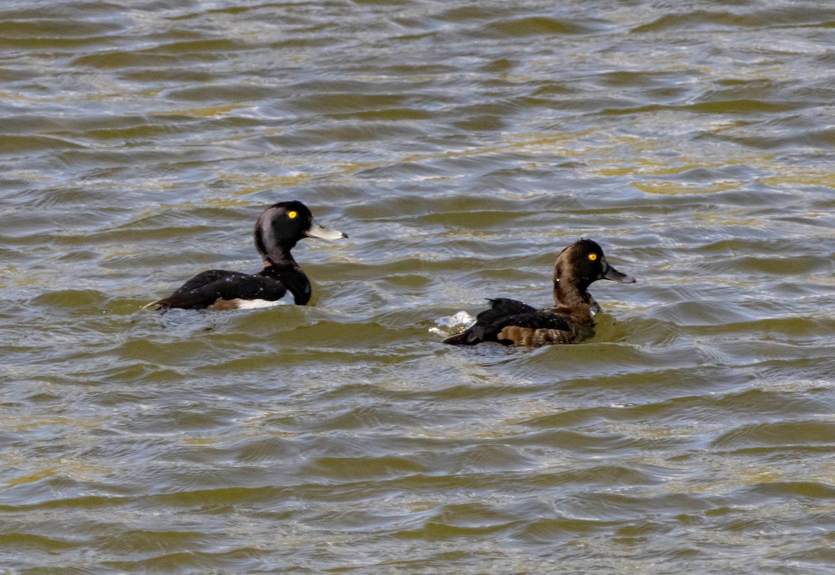 Greater Scaup - ML621115810