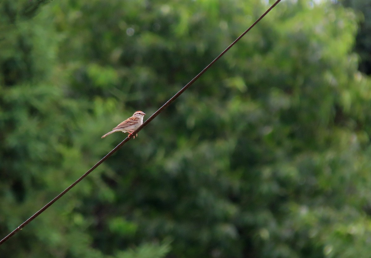 Chipping Sparrow - ML621115887