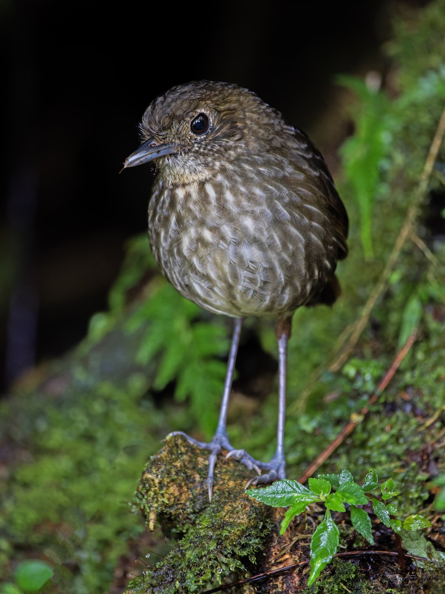 Cundinamarca Antpitta - ML621115918