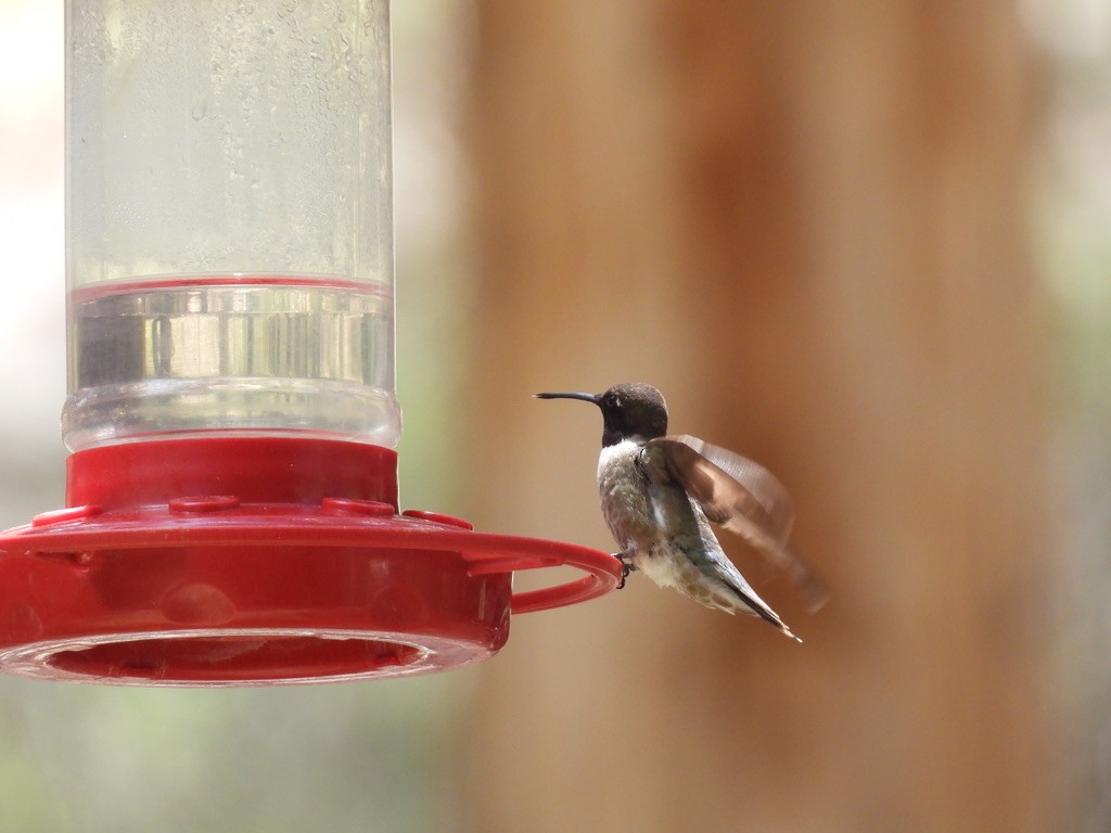 Black-chinned Hummingbird - ML621115919