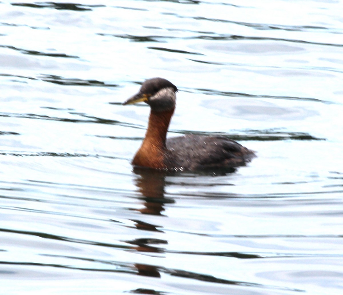 Red-necked Grebe - ML621115943