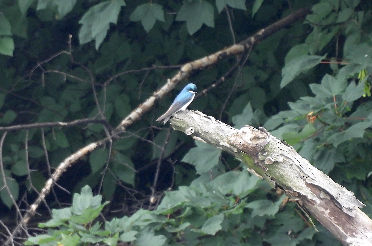 Golondrina Bicolor - ML621115947