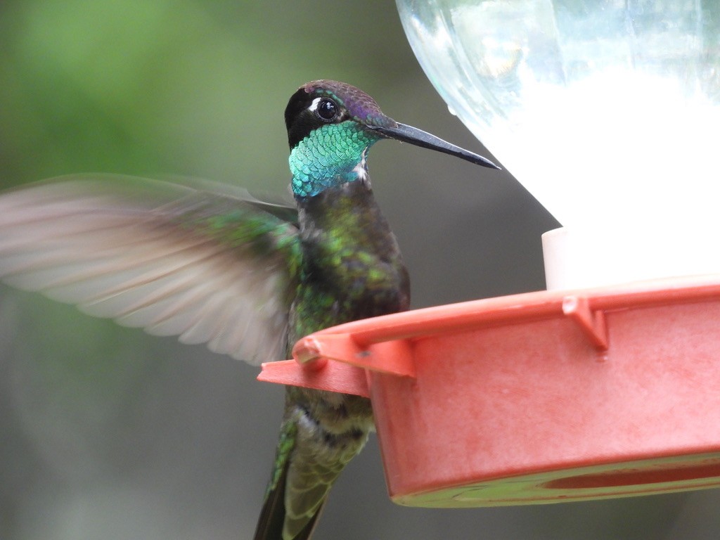 kolibřík skvostný - ML621115952