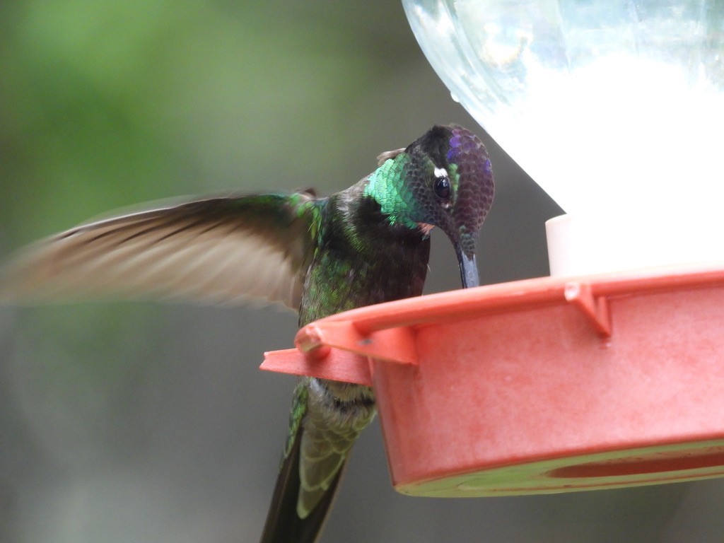 kolibřík skvostný - ML621115954