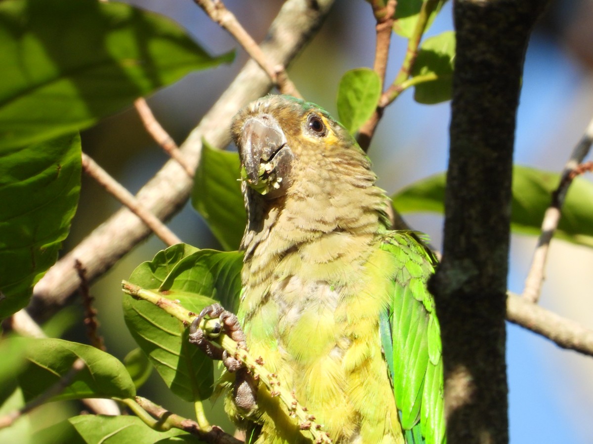 Brown-throated Parakeet - ML621115967